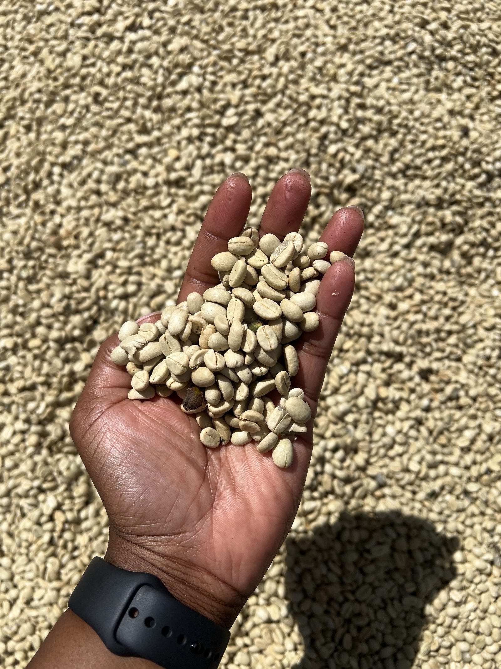 Dried green coffee beans, ready for the next stage of processing