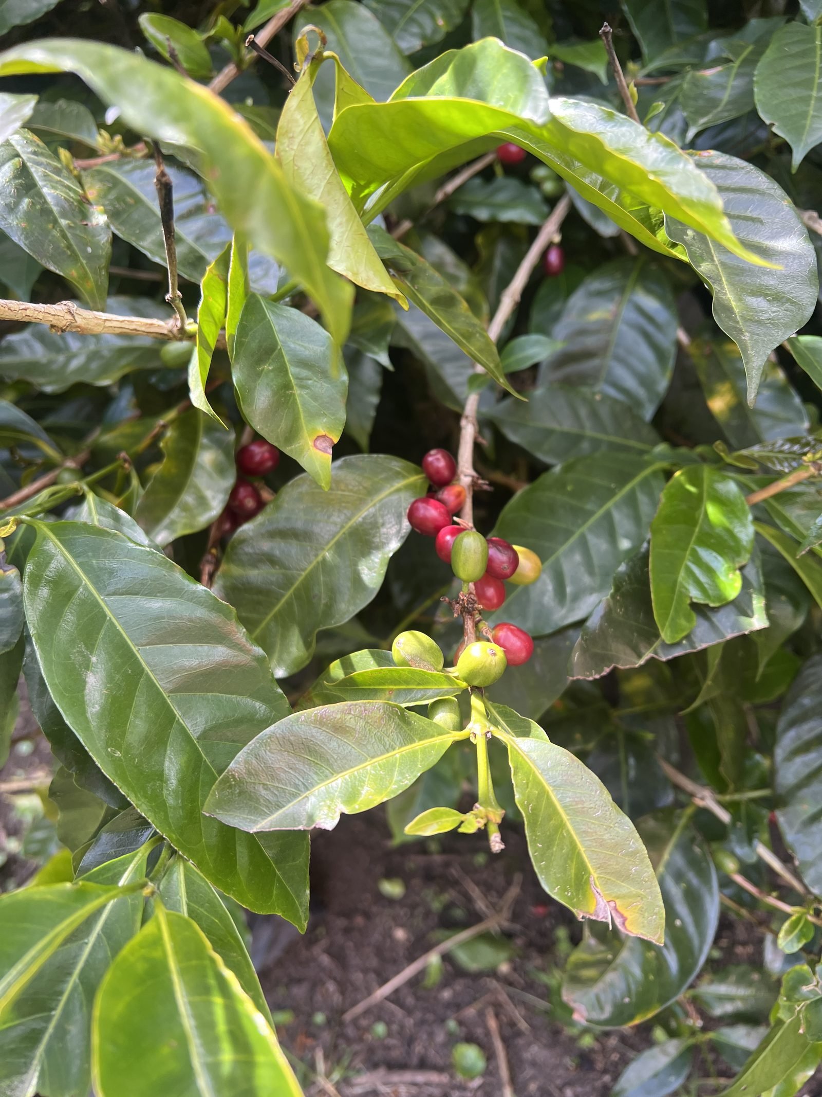 Ripe red coffee cherries on the branch, Boquete, Panama