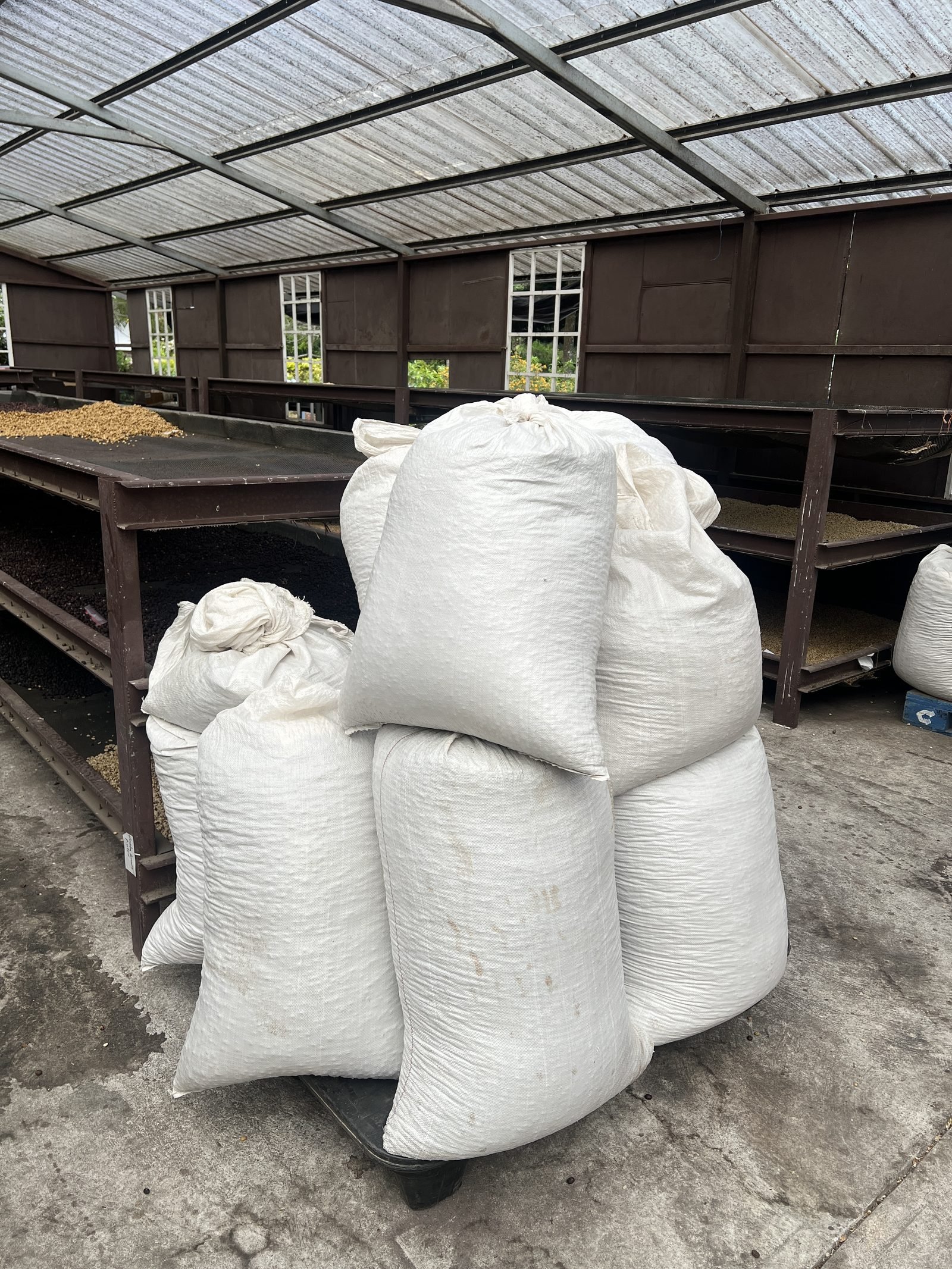 Bags of processed coffee, ready to leave the farm