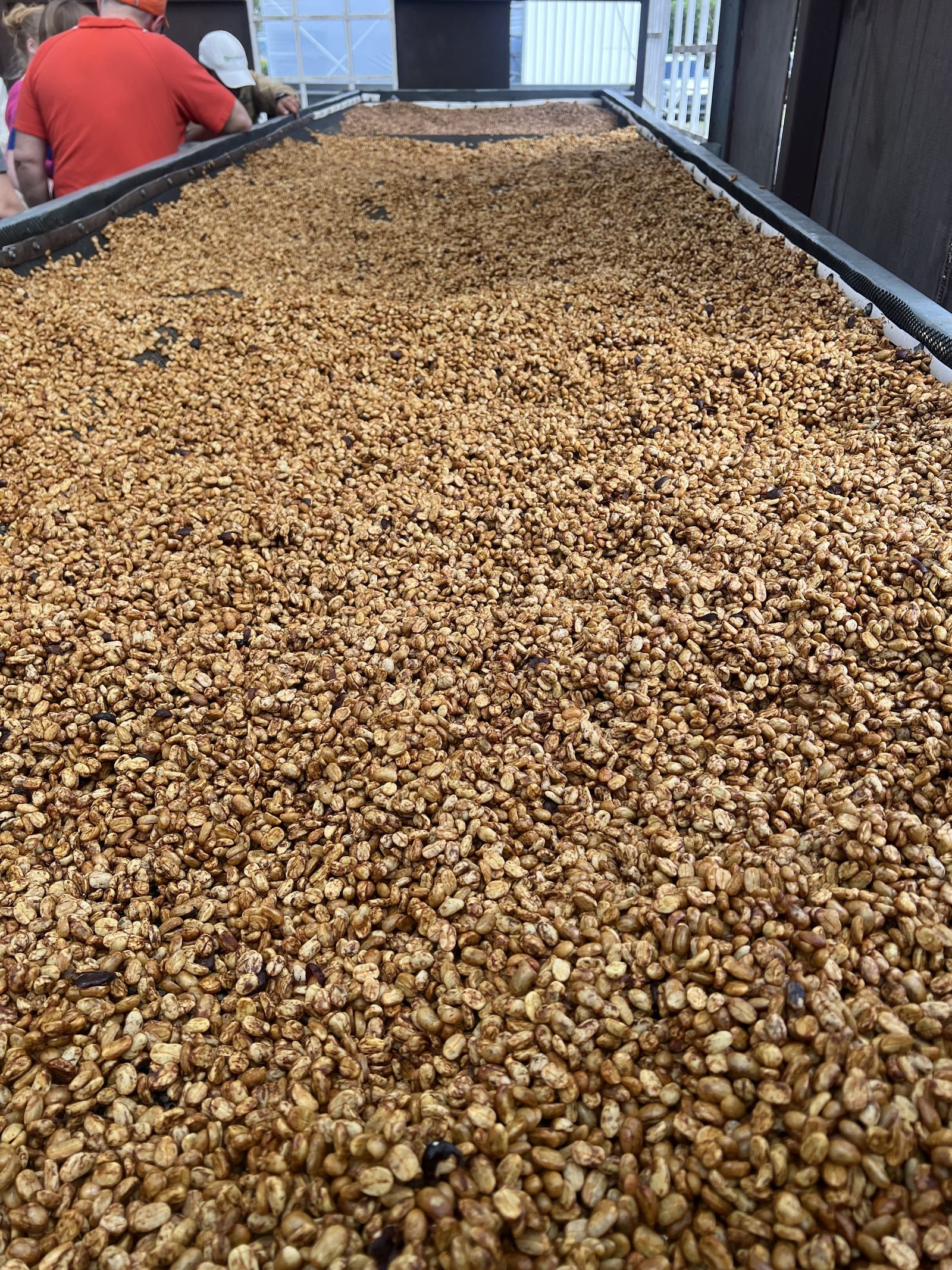 Coffee beans spread across the drying beds at the farm in Boquete