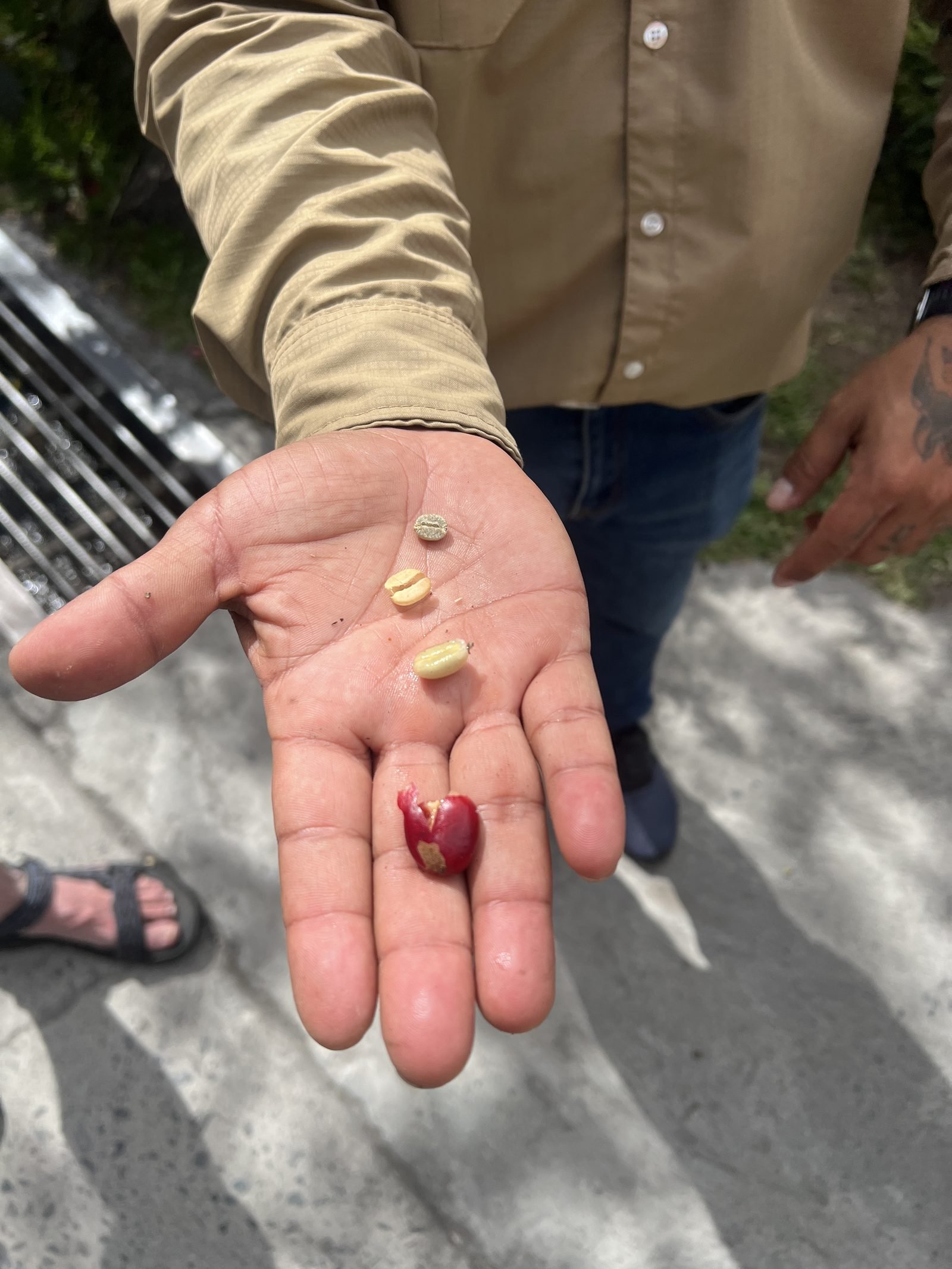 A cherry shown beside the bean stages it becomes, held in hand at the farm