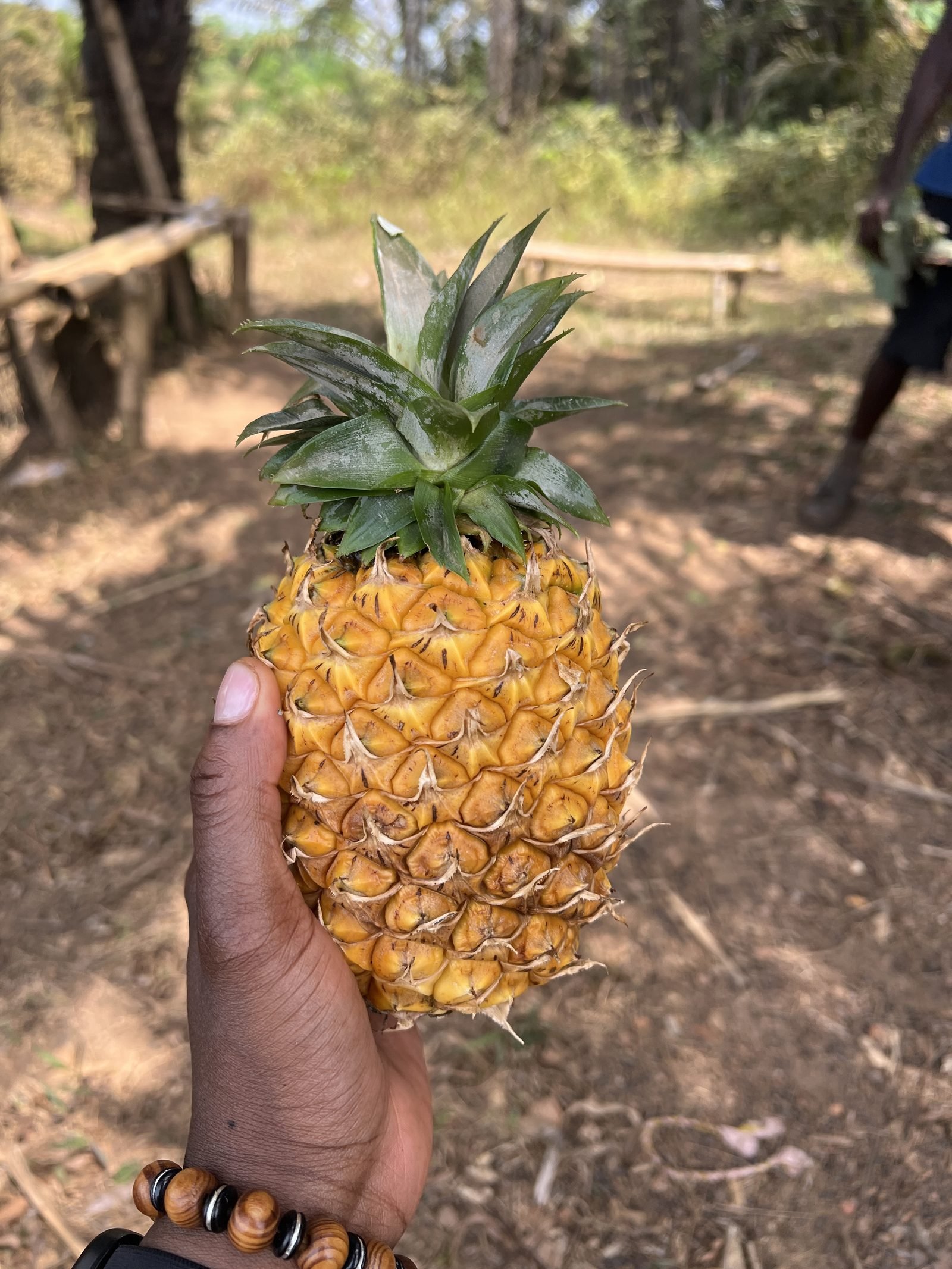 The first pineapple grown on the family farm in Grand Bassa, Liberia