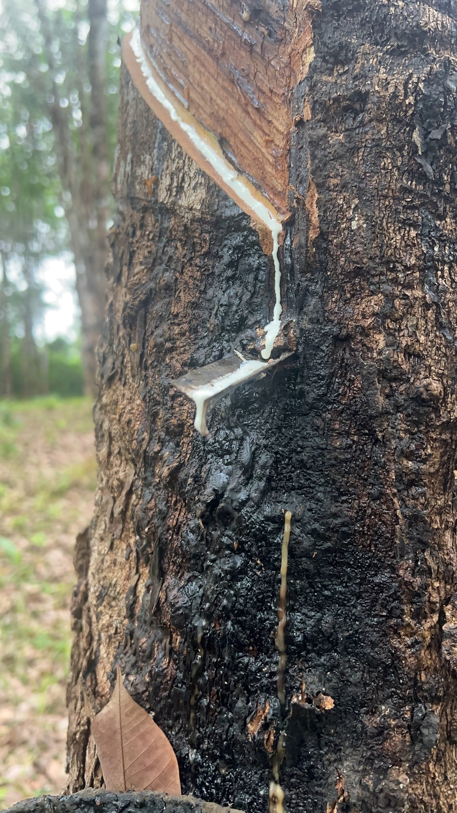 Rubber sap dripping from a tapped tree on a Liberian rubber farm