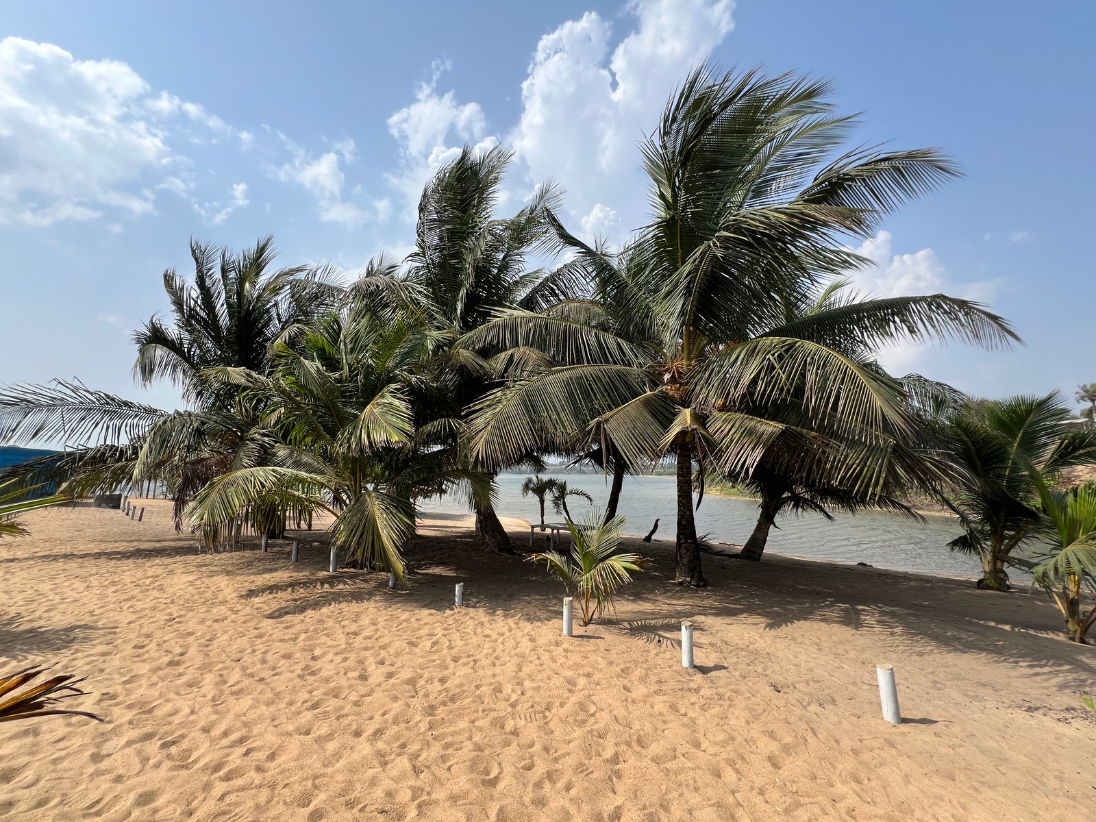 Coastal palms, Liberia